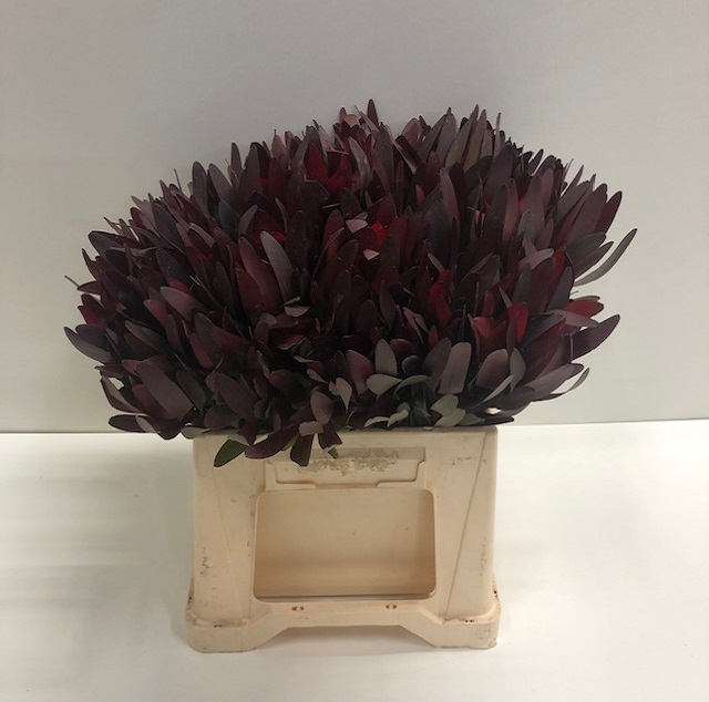 Leucadendron saf sunset.jpg